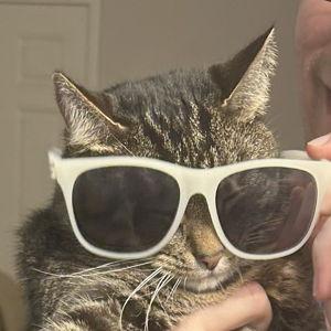 Cat Sitter/Pet Hotel for the Wedding