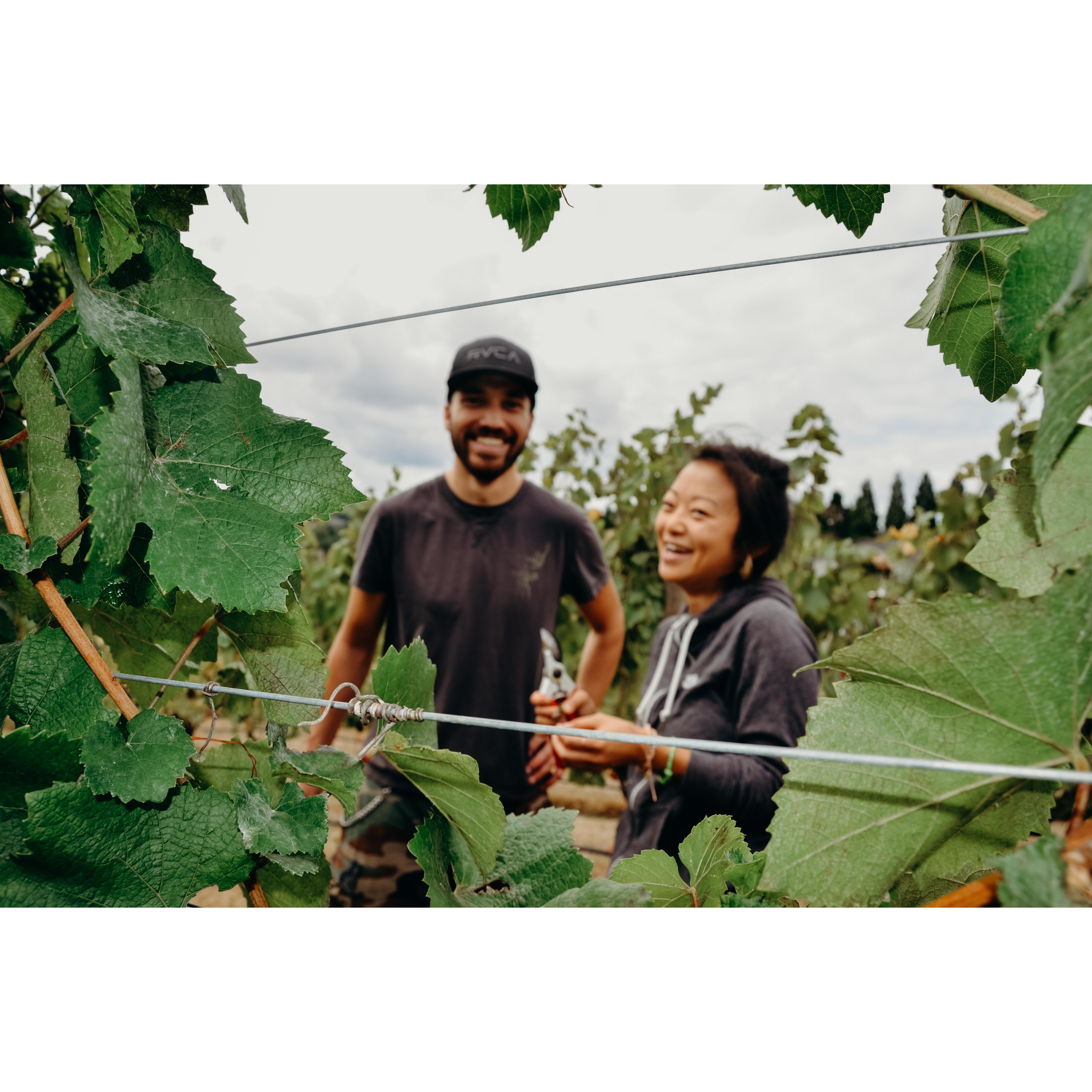 Harvesting grapes 2015