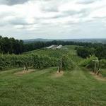 Honah Lee Vineyard