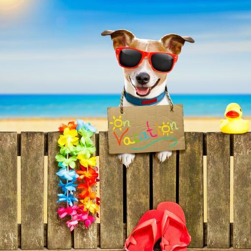 Honeymoon Dog Boarding