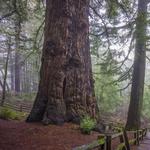 Methuselah Tree (Sequoia sempervirens)