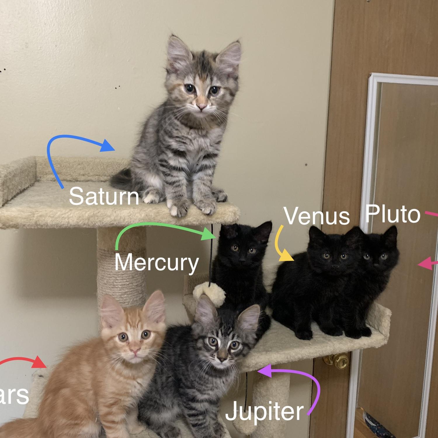 We fostered a litter of kittens in early 2023 - such a wonderful experience together that we hope to have again someday ♥️
