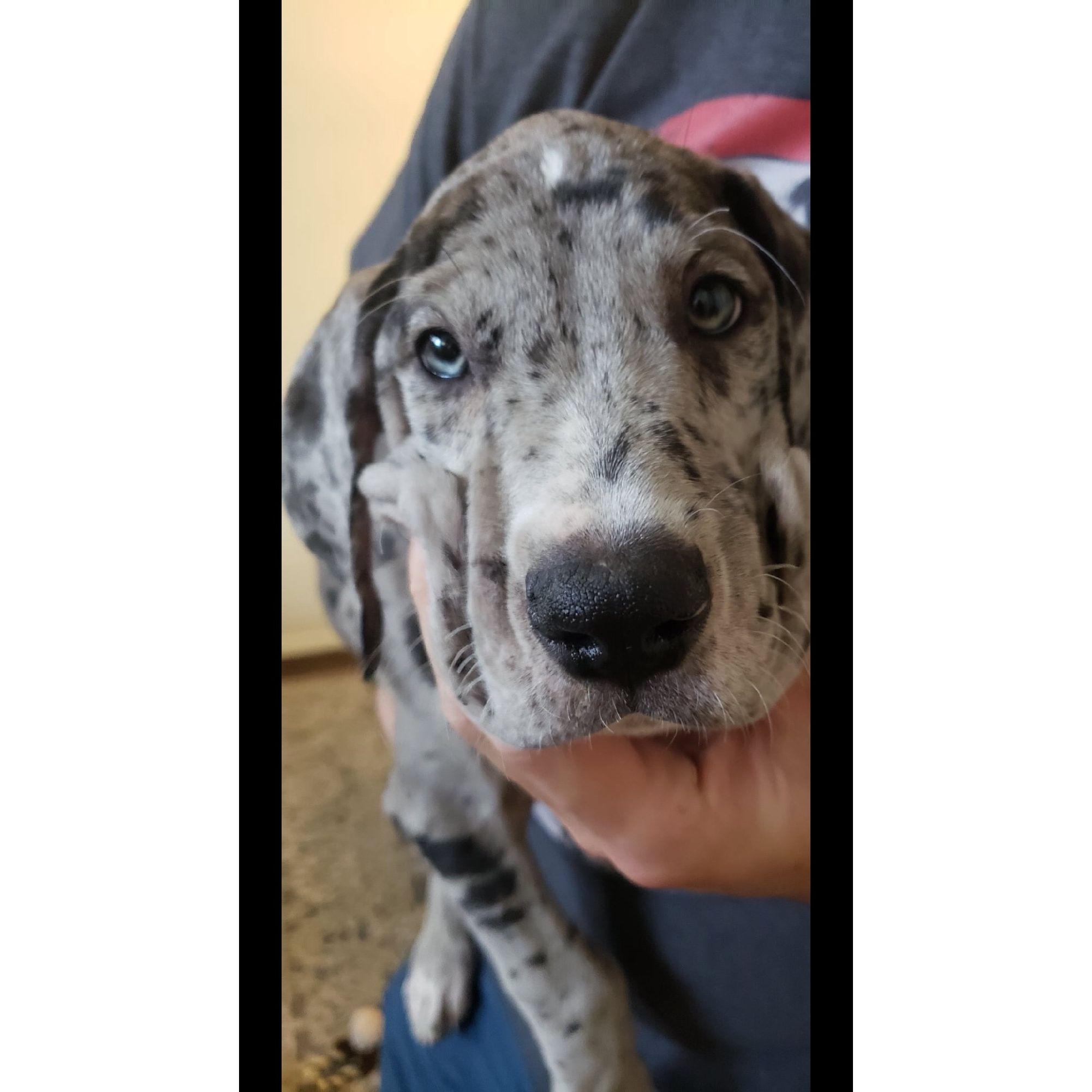Baby Gilligan!