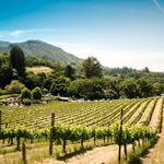 Sonoma Valley