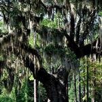 Brookgreen Gardens