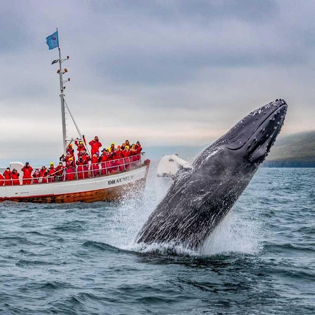 Whale Watching