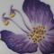 Pansy