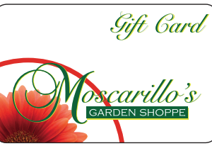 Moscarillo’s Gift Card