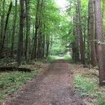 Erie County Bureau of Forestry