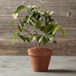Lime Tree in Terra-Cotta Pot