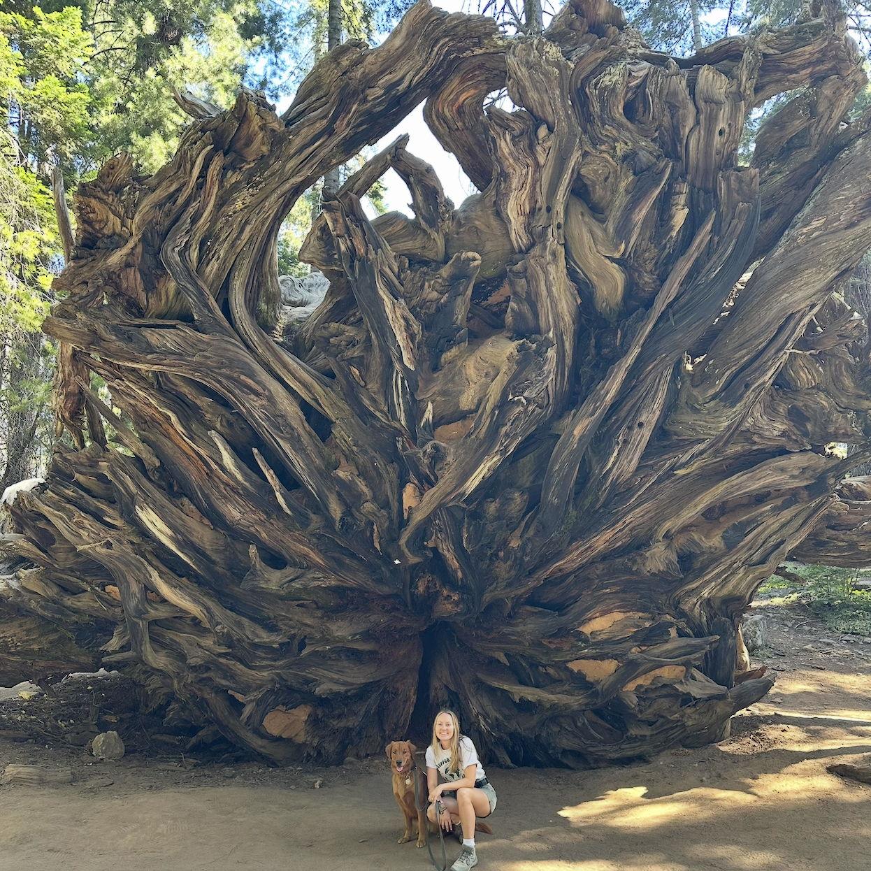 Sequoia National Park 2025