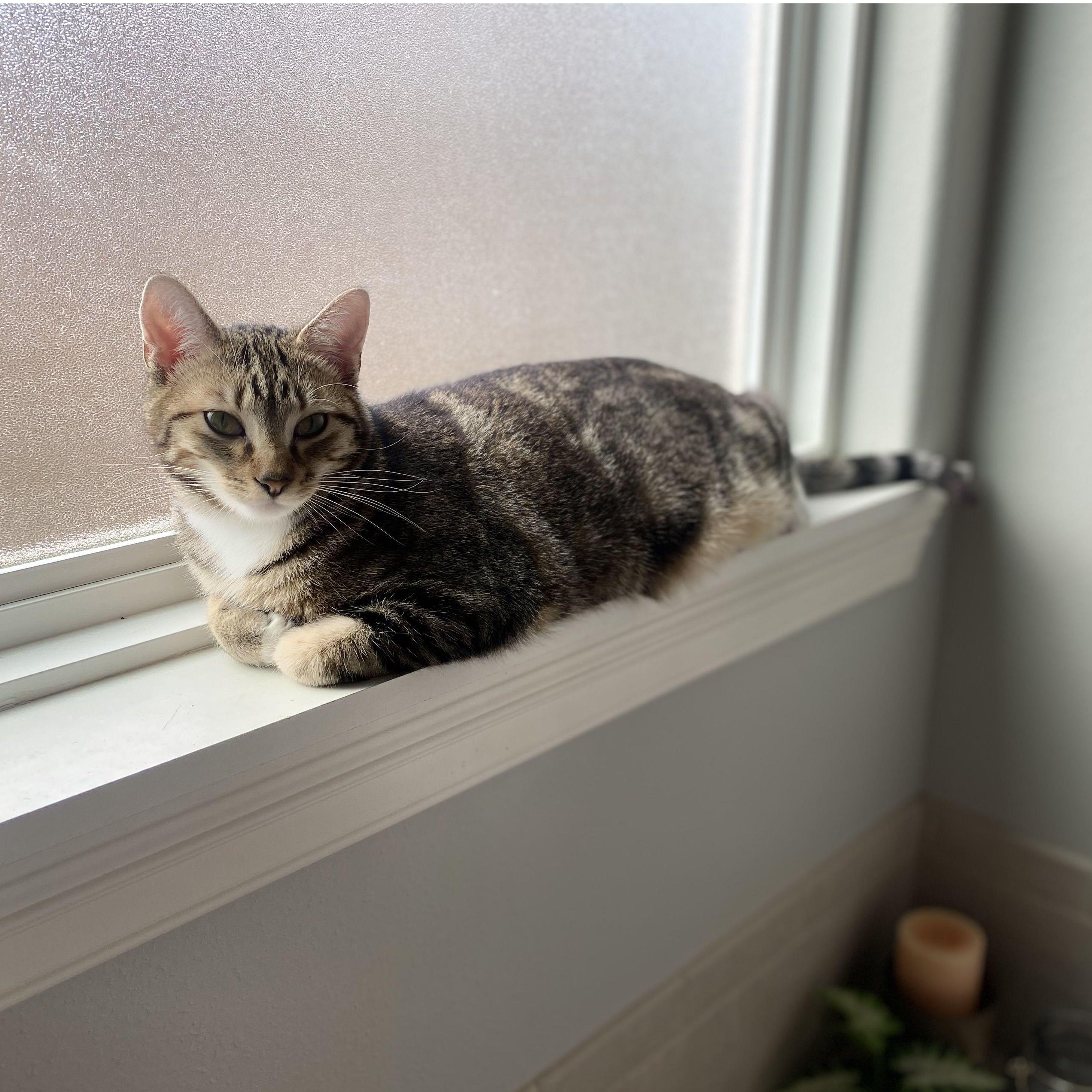 Our crazy kitty Michonne (Mish-own)