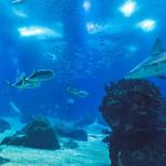 Mote Marine Laboratory & Aquarium