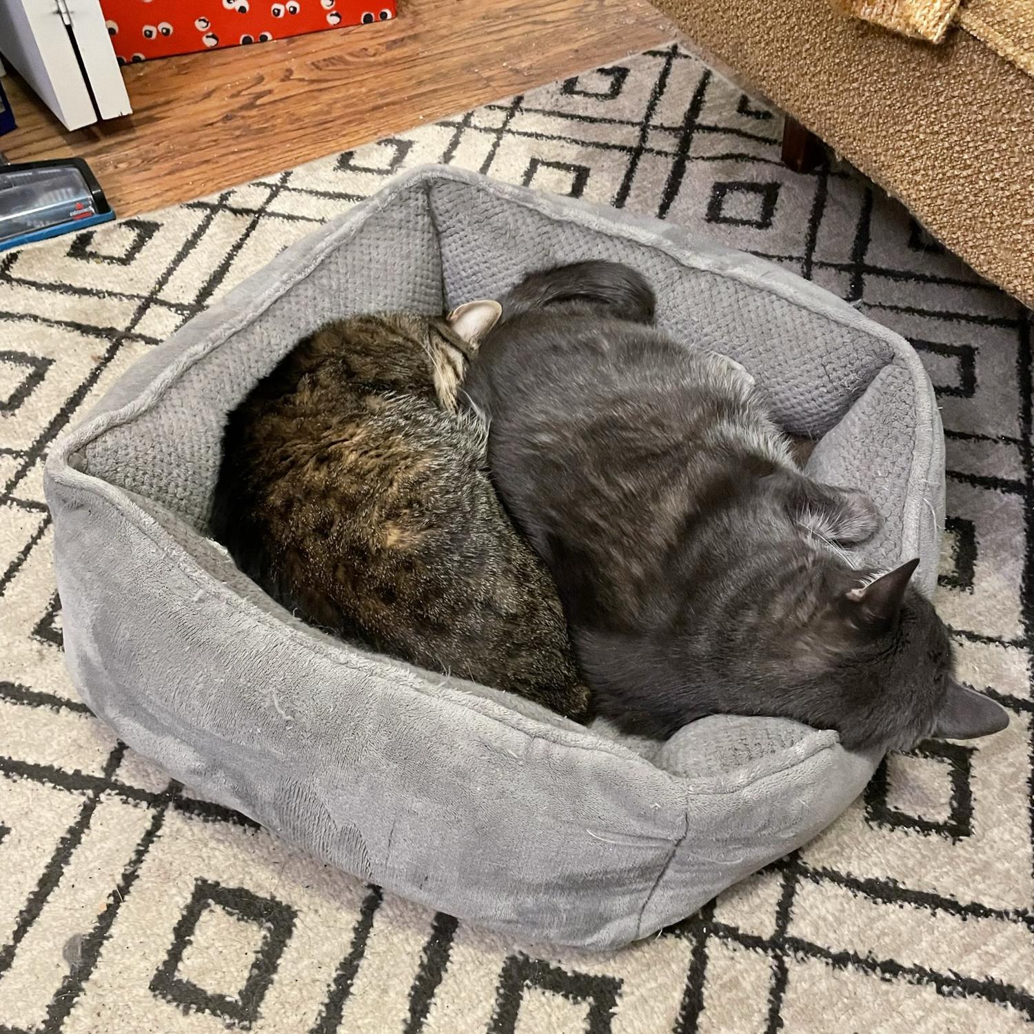 Teddy and Potato have settled in to the new house, even if they’re not big fans of their canine siblings