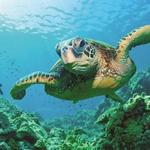 Swim with turtles in Akumal