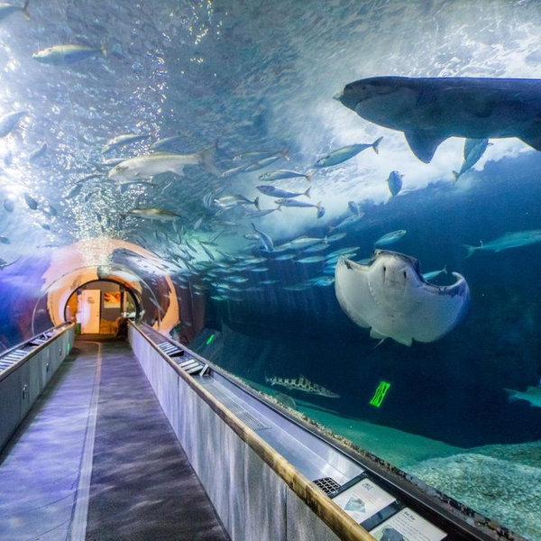 Aquarium of the Bay