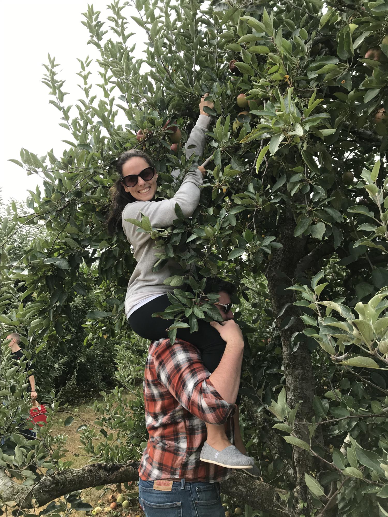 Apple Picking at Battleview Orchards