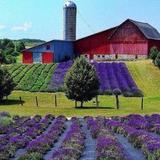 Lavender Hill Farm
