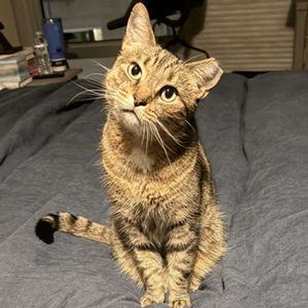 Kibble Fund For Sam