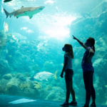 The Florida Aquarium