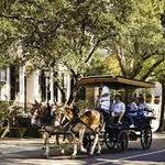 Carriage Tour of Downtown Charleston