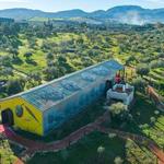Guided tours & olive oil tasting