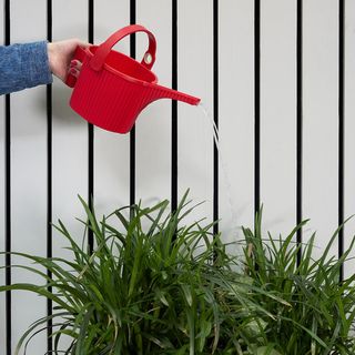 Hachiman Garden Small Beetle Watering Can