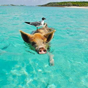 Bahamas Honeymoon Adventures 2025!