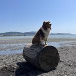 Little Squalicum Beach