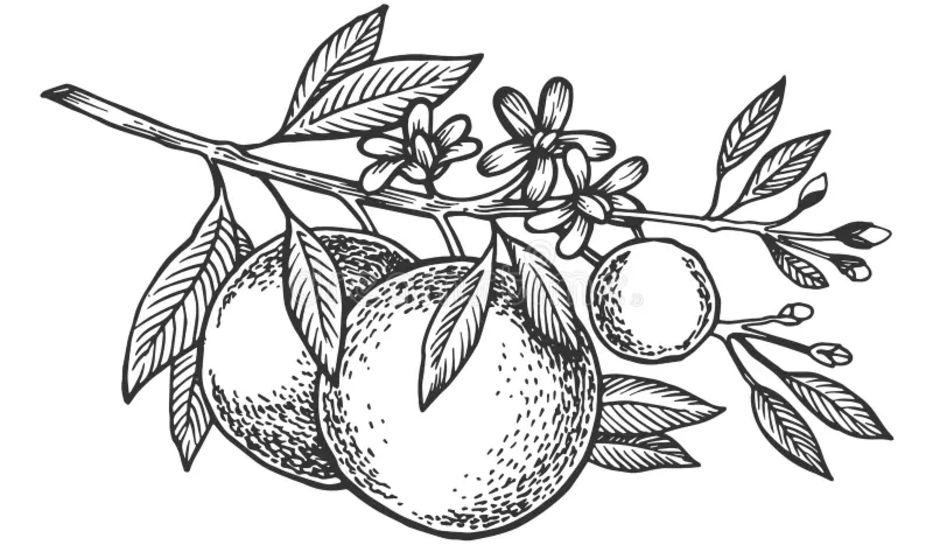 Footer image
