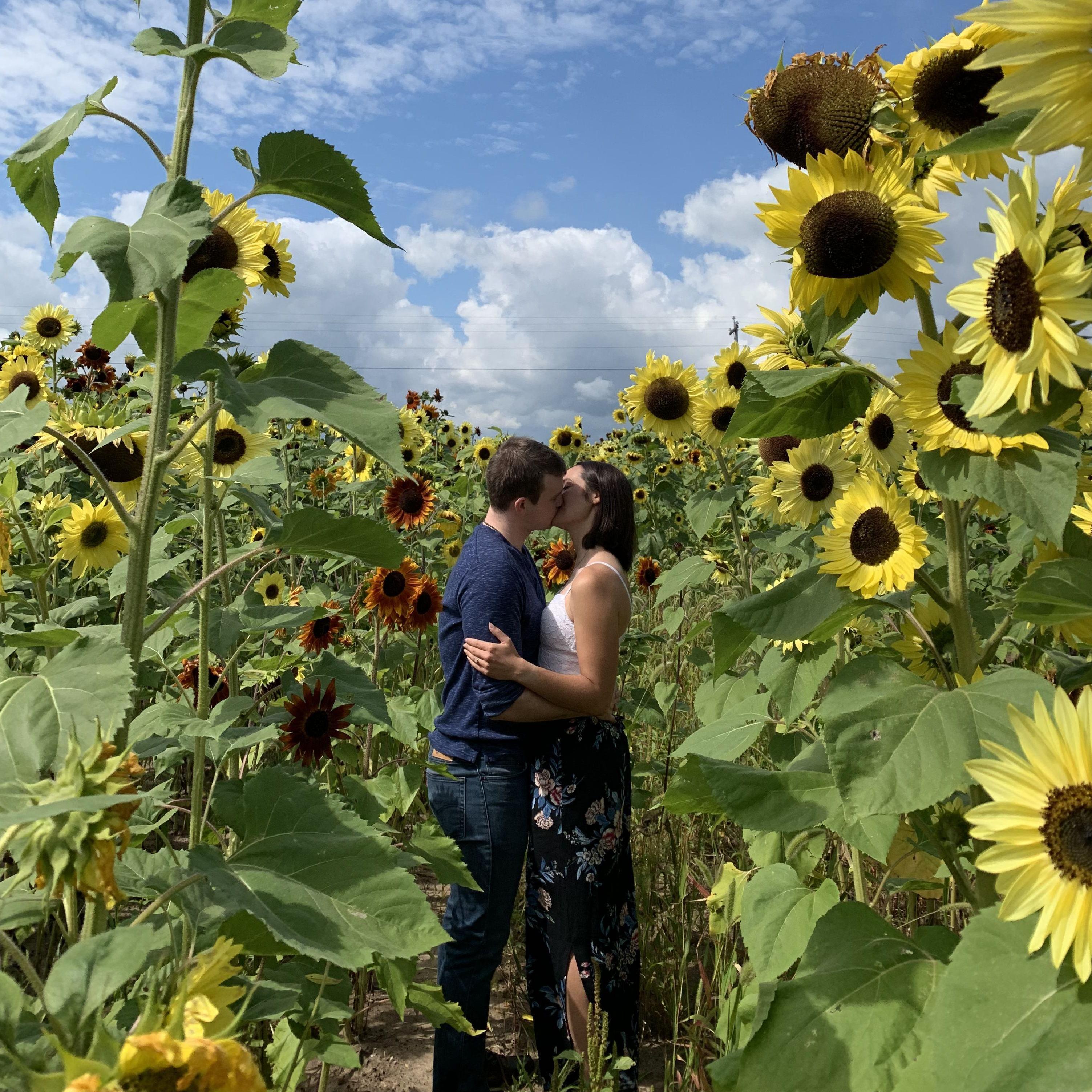 Sunflower field, Door County, September 2019