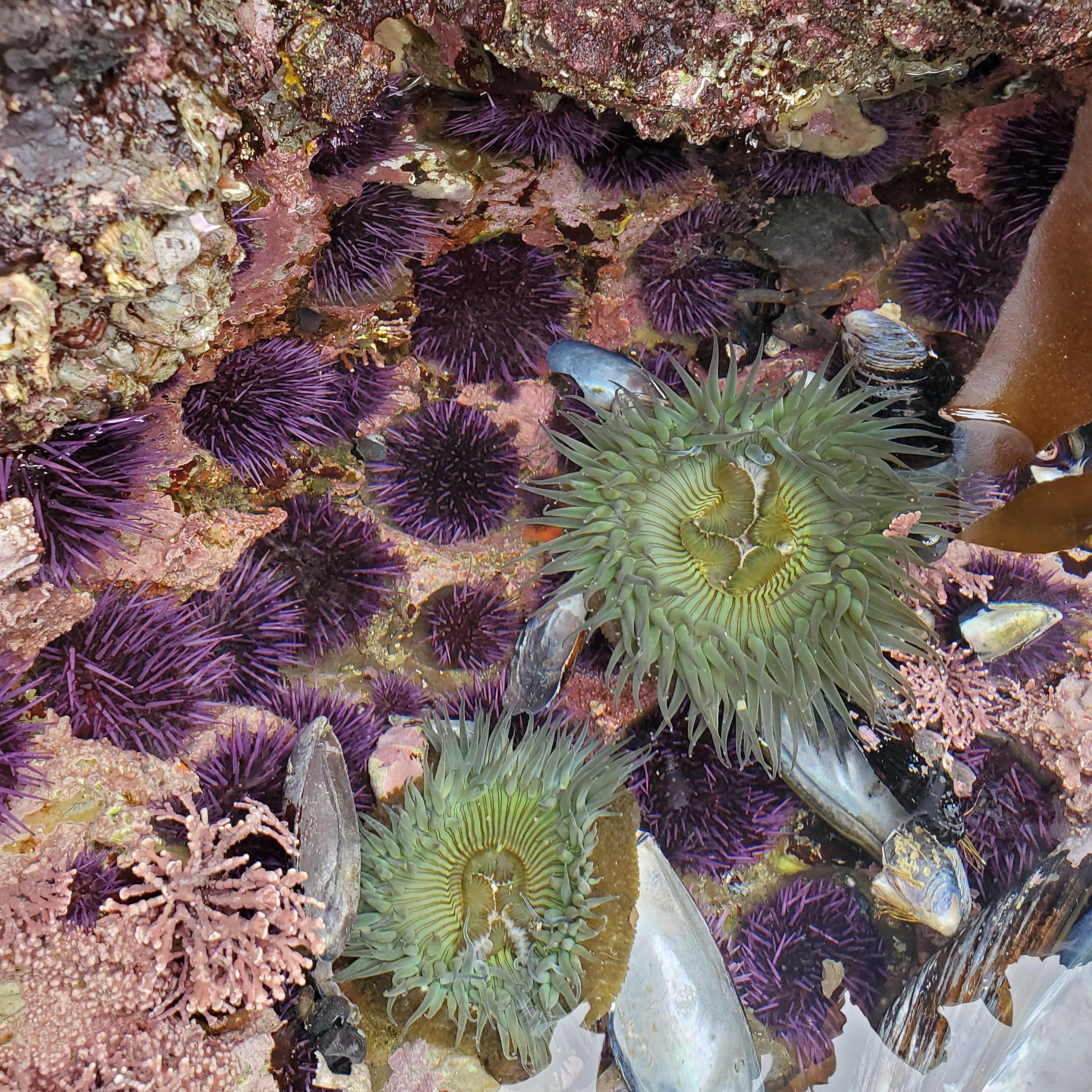 Angela grew up playing in tide pools, she showed Zach his first Pacific tide pool this day