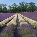 Lavender By the Bay