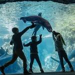 Omaha's Henry Doorly Zoo and Aquarium