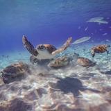 Island Treasures: Caves, Turtles, Turquoise Beach
