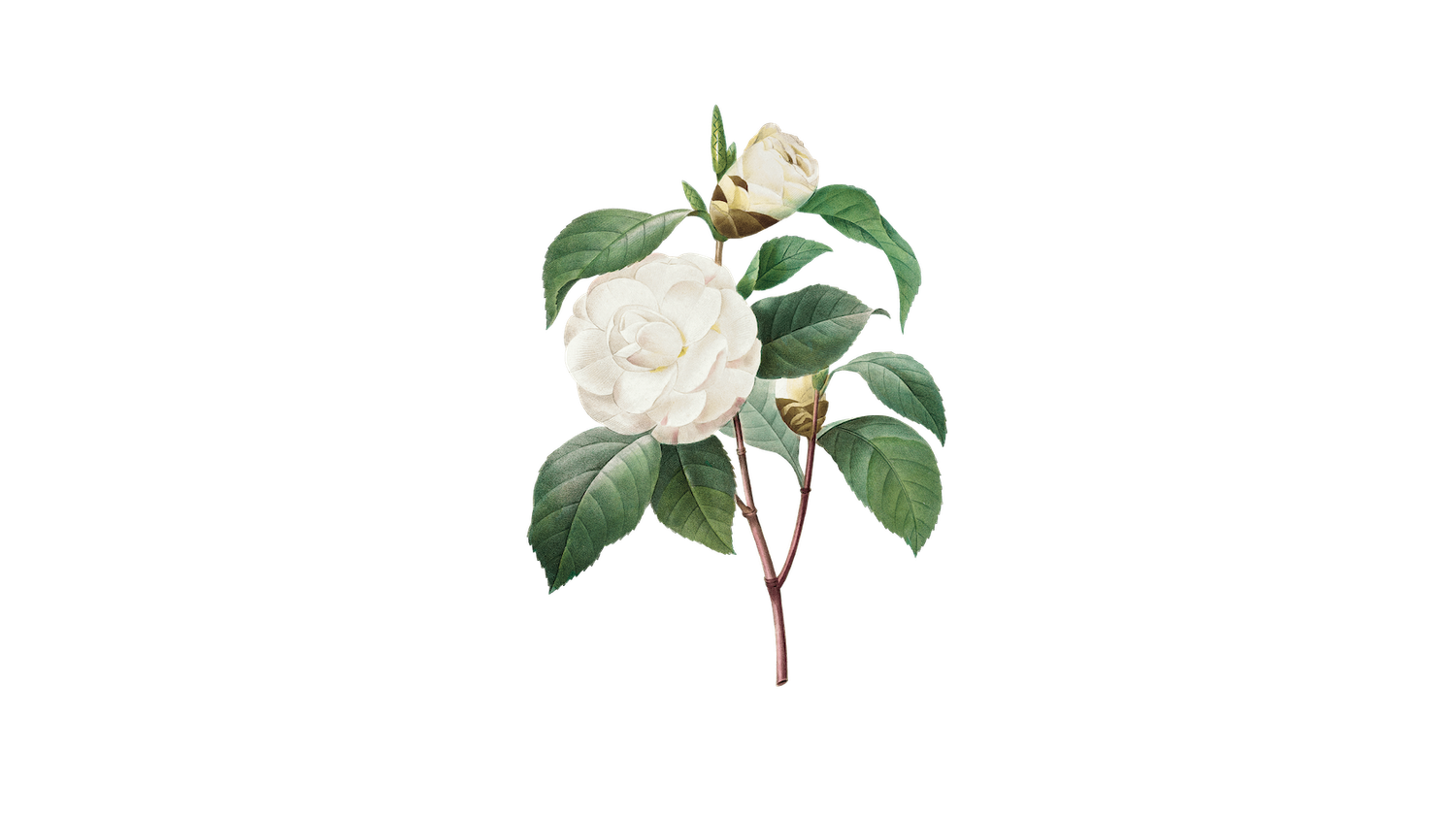 The Wedding Website of Jacqueline Mclane and Helen Freund