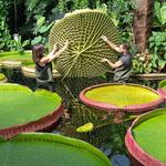 Royal Botanic Gardens, Kew