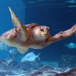 The Maritime Aquarium at Norwalk