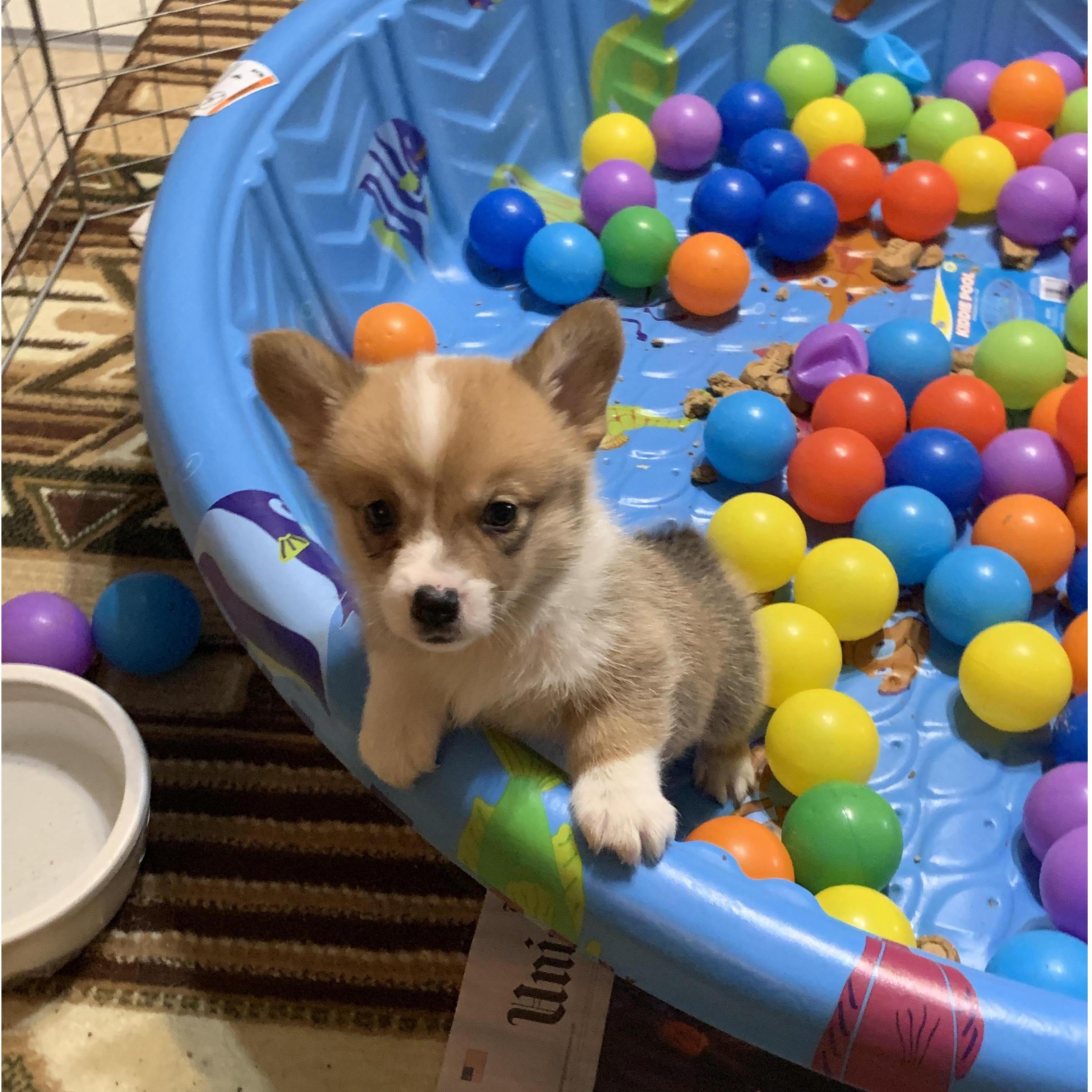Our family continued to grow larger in September 2019, when our hearts were stolen by young Wallace (Wally) Cornelius Ryder, the corgi.