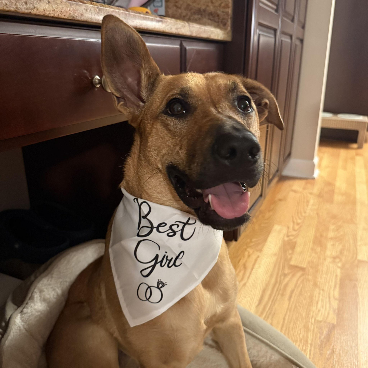 The most excited bridal party member, our "Best Girl" Daisy! If you know Daisy, you know how much she loves people. Lucky to have adopted her in August 2024