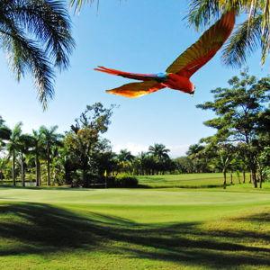 Golfing On Our Honeymoon