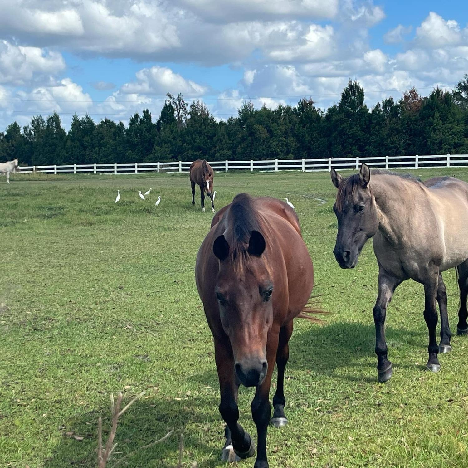 Our venue has therapy horses.