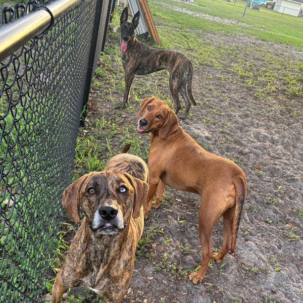 Kadie's Dog Fund