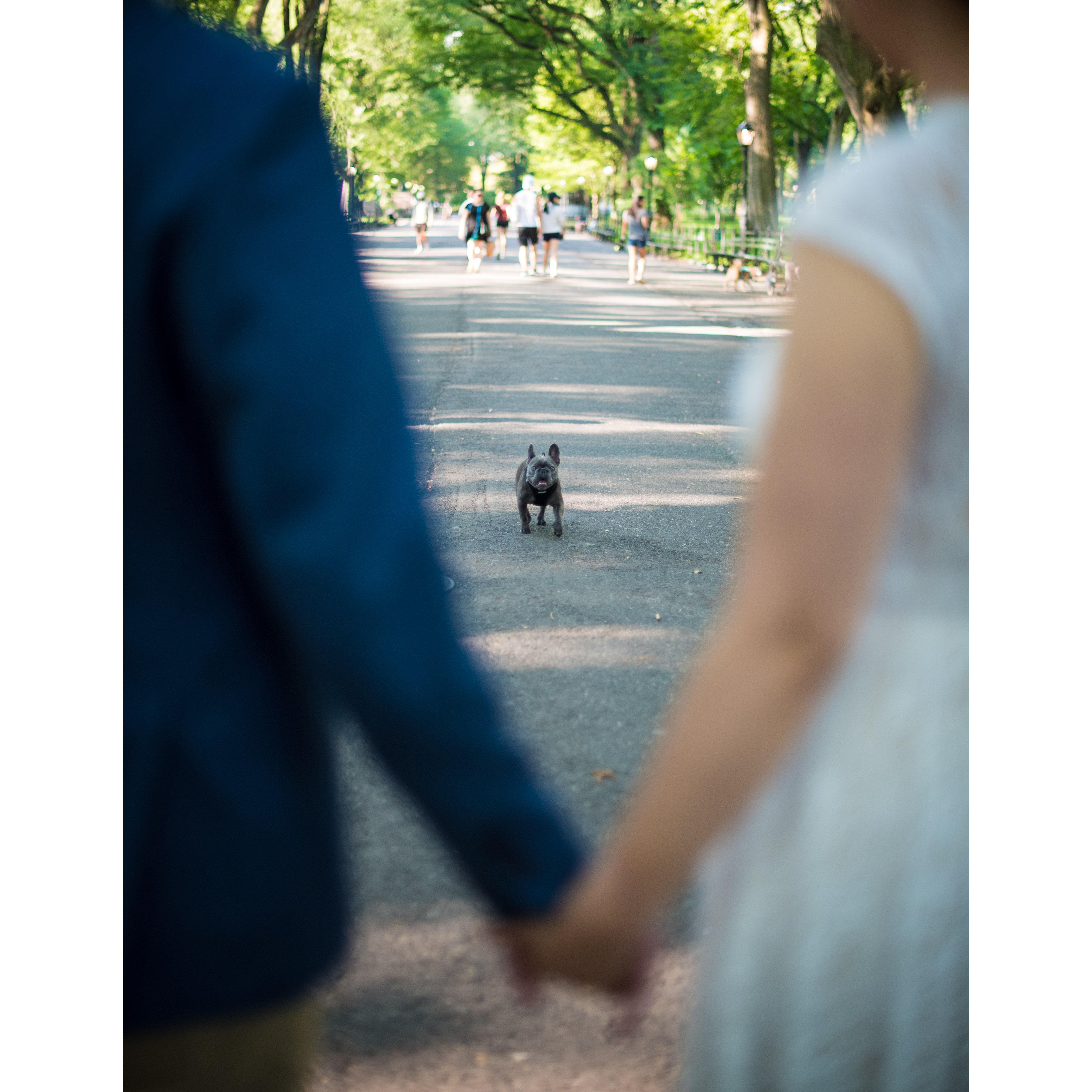 Engagement in Central Park, NYC
