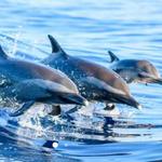 Swim with the dolphins