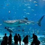 Dallas Aquarium
