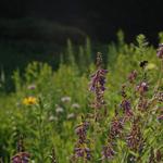 Eloise Butler Wildflower Garden & The Quaking Bog