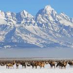 National Elk Refuge Road