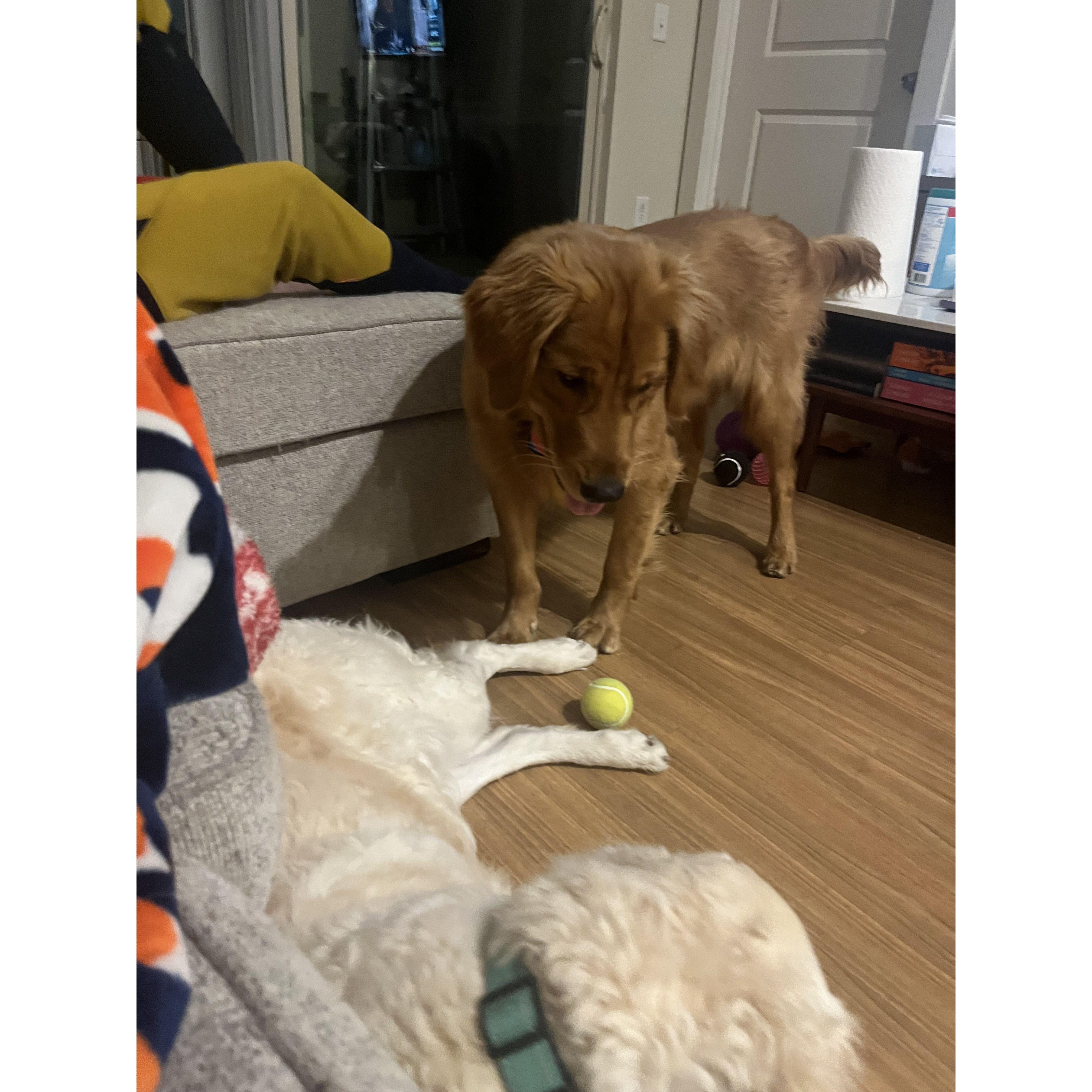Watson LOVES fetch! We even asks Maci to throw the ball for him