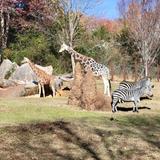 North Carolina Zoo